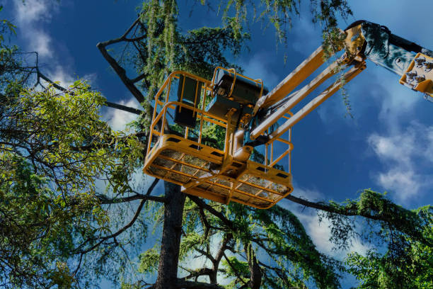 Trusted New Kensington, PA Tree Services Experts