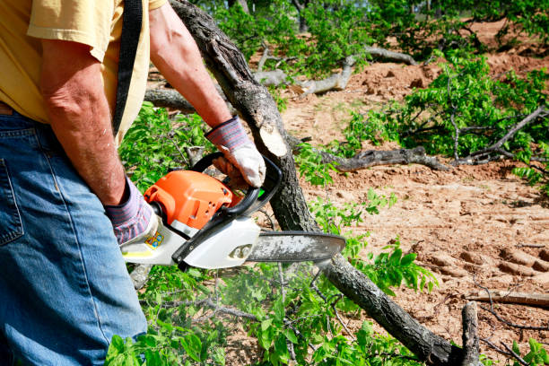 Best Tree Preservation Services  in New Kensington, PA